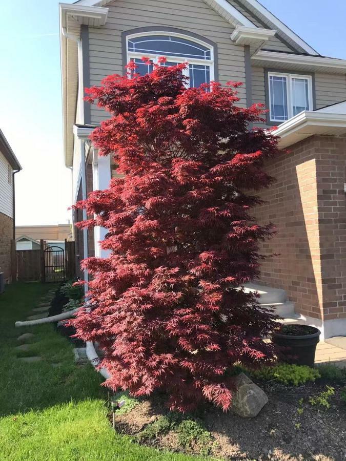 Rainbow Home Niagara Falls Exterior foto